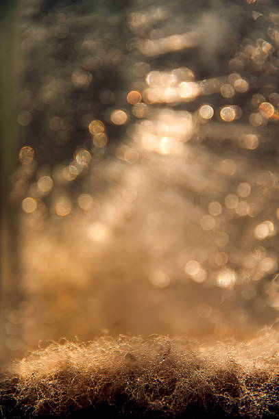 Yellow bokeh camera green leaf sunset time