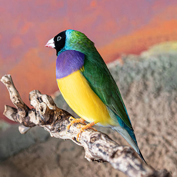 istock Colorful Bird Perched on a Branch 2242991684
