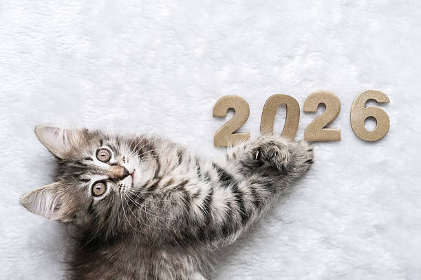 istock Cute tabby kitten is playfully lying next to the numbers 