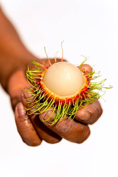 hand holding a peeled fresh rambutan fruit from Thailand