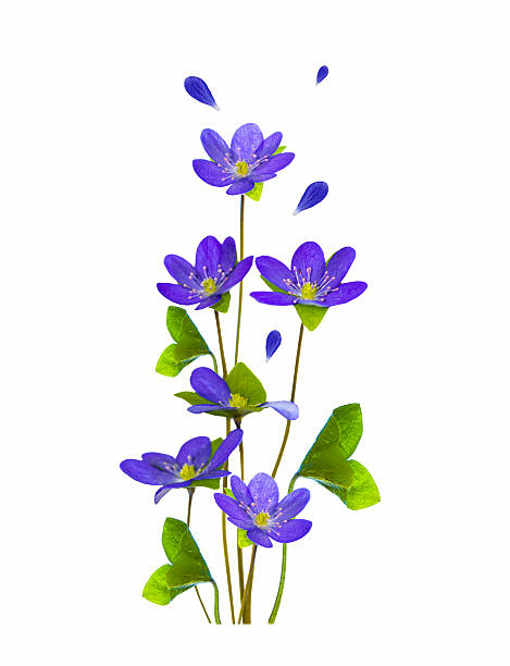 liverwort. Bouquet of blue spring flowers on a white background.