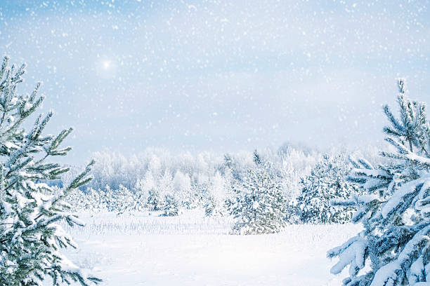istock Landscape. Winter day in the forest. Trees in fluffy snow. 2242994358