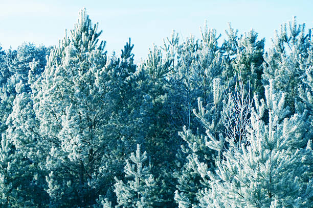 Landscapes. Frozen winter forest with snow covered trees. outdoor. landscape