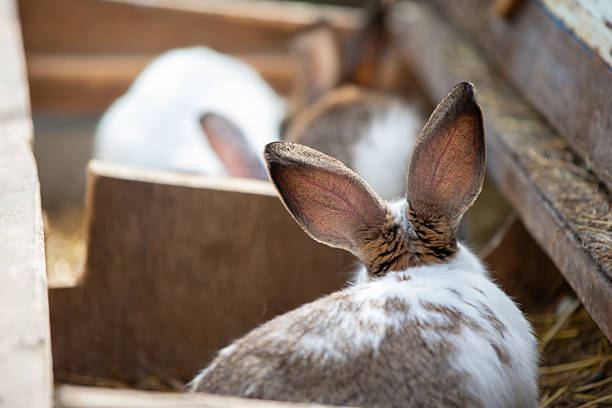 Fluffy rabbits relax in a rustic barn setting.