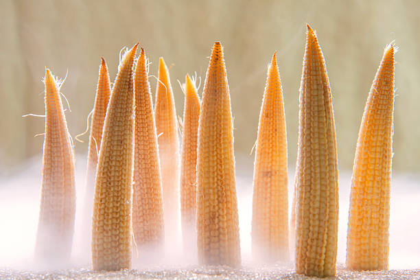 bundles of dried corn stalk