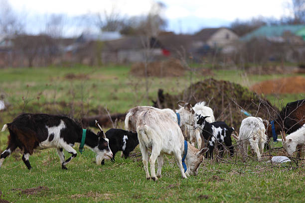 istock Black and white goats graze on a green meadow. 2242995824