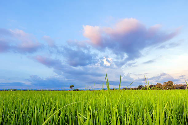 Bright sky over rice paddies, Green rice fields under blue sky