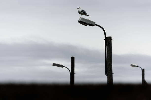 A seagull stands on a street light, surveying its surroundings in the Faroe Islands. The soft gray sky creates a tranquil atmosphere, highlighting the bird's presence.