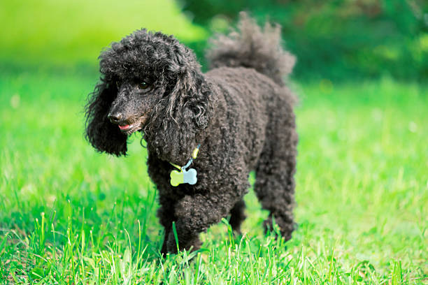 istock Black Poodle with a bone-shaped tag around its neck walking on the grass in park 2243000617