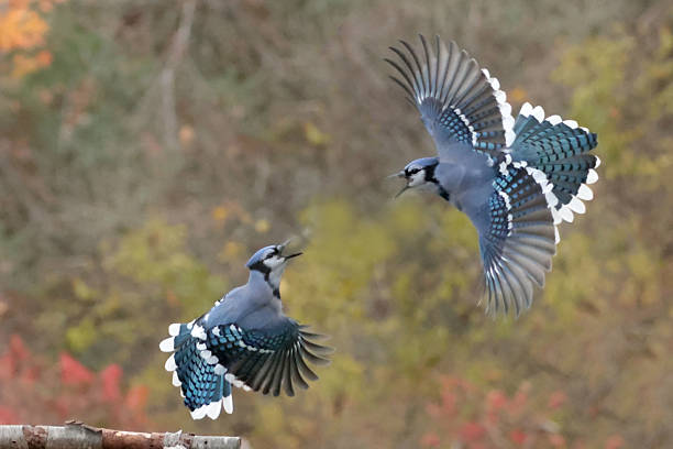 istock Blue Jays in fall colours flying over feeder 2243000884
