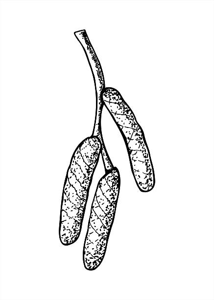 Three close catkins on branch vector illustration painted by black inks. Blossom of Hazel, Alder, Birch or Aspen tree etching drawing. Spring twig outline graphic sketch for book design, poster.