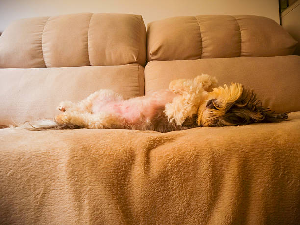 dog relaxing on the sofa