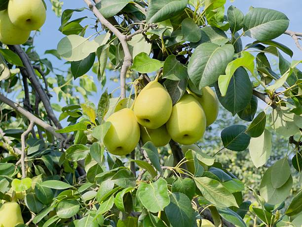 A lush pear tree bursting with ripe fruit under a clear blue sky. Perfect for conveying freshness, abundance, and the joy of harvest. Ideal for food blogs, health promotions, or seasonal campaigns.