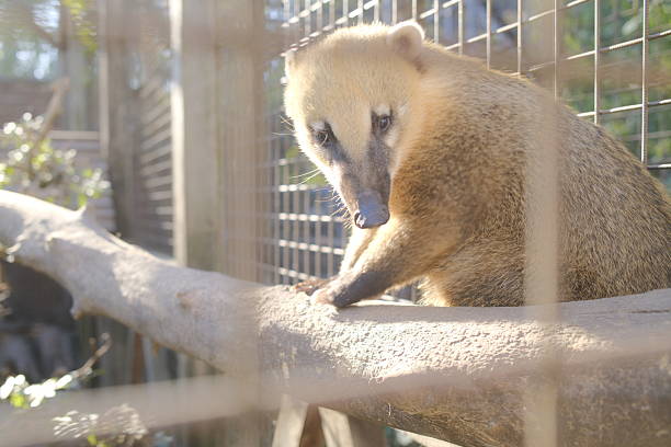 Puppy of quati also known as South American coati in Brazilian ecological park