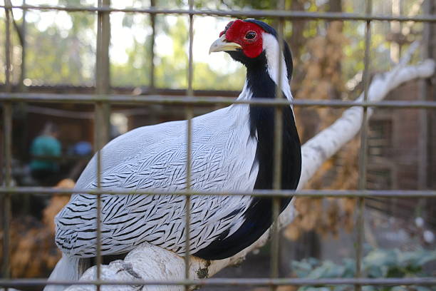 istock A male silver pheasant rests on a branch, viewed through enclosure fencing 2243003612