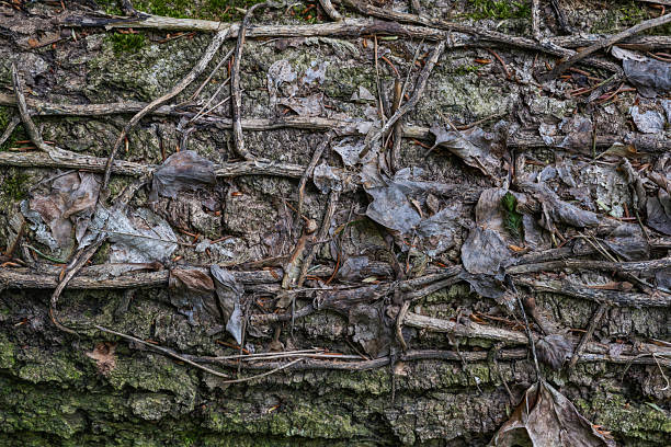 Vines and leaves on bark
