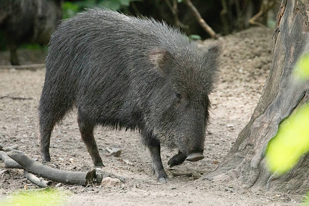istock Wild boar walking through forested area with natural surroundings 2243006840