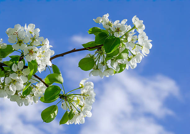 istock White pear flowers against the sky 2243008426