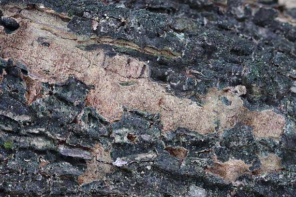 istock Close-up of tree bark texture with peeling layers. 2243008789