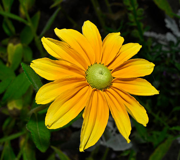 A close up of a Zinnia with yellow flower and yellow florets in Stukeley Meadows Nature Reserve Huntingdon, Cambridgeshire