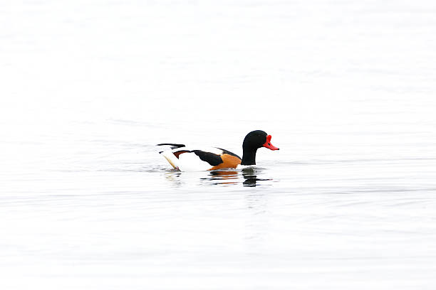 L 55-65cm, WS 100-120cm.Breeds along seashores, at larger lakes and rivers, preferring open, unvegetated areas. Feeds on shallow water, grassy shores and arable fields, latter sometimes far from water.Migratory in N and E Europe. Birds gather in summer from a large part of Europe in huge flocks on German North Sea coast (Waddensee), with smaller parties elsewhere, to mault flight-feathers collectively.Nests in burrow (Rabbit) or under dense bush or building.This is a common Species in the Netherlands.