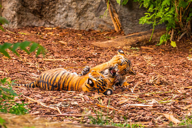 Two tiger cubs staying out of site in the long grass