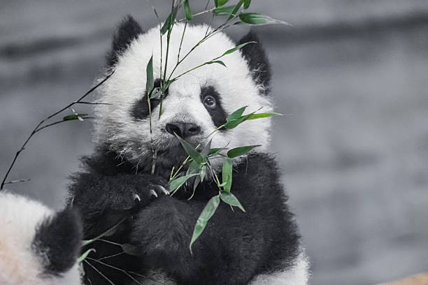 istock Giant panda,6 months old. two little cute pandas playing with each other 2243009769