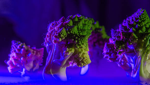 istock surreal night forest of broccoli 2243011066