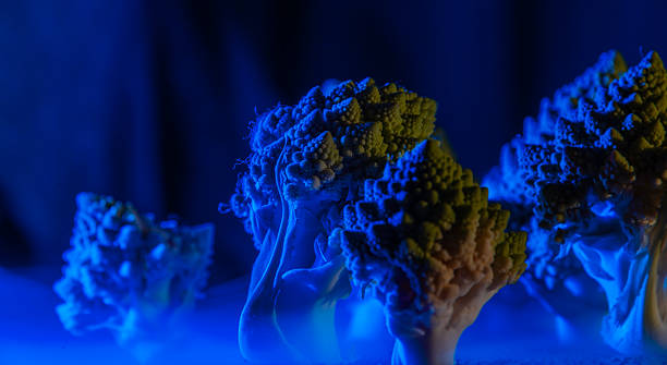 surreal night forest of broccoli
