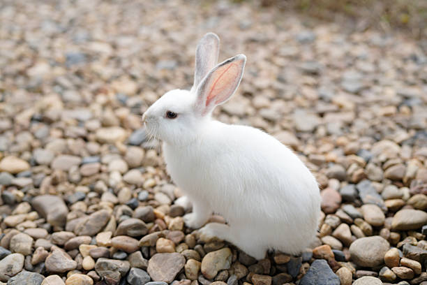 white rabbit is laying on a rocky surface. The rabbit is relaxed and comfortable in its environment.