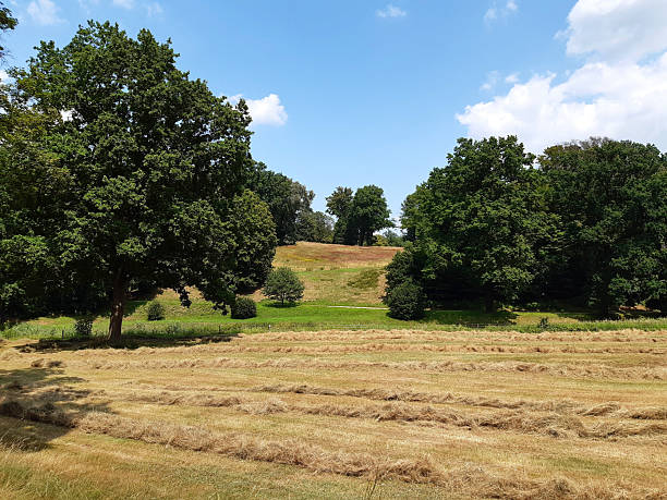 istock Golden meadow with lush trees under summer sky 2243012641
