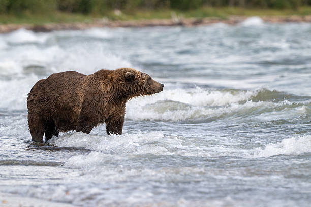 istock Alaskan brown bear searching for salmon in Naknek Lake 2243014036