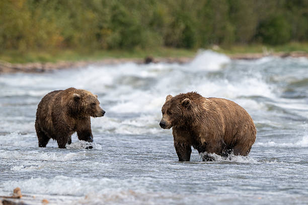 istock Two Alaskan browns bear searching for salmon in Naknek Lake. 2243014038