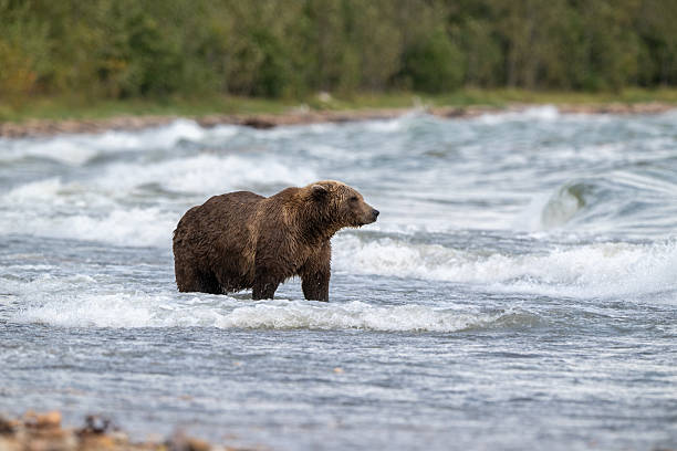 istock Alaskan brown bear searching for salmon in Naknek Lake 2243014040