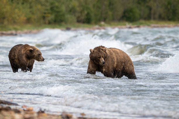 istock Two Alaskan browns bear searching for salmon in Naknek Lake. 2243014042