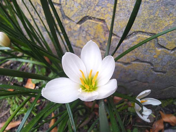 istock White Rain Lily Flower Blooming in the Garden 2243016186
