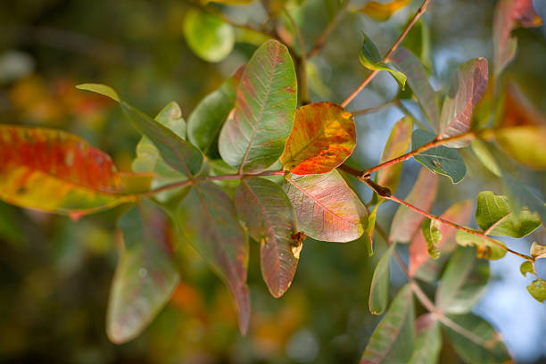 A cluster of leaves displaying vivid reds and greens on a branch illuminated by natural sunlight in the woods