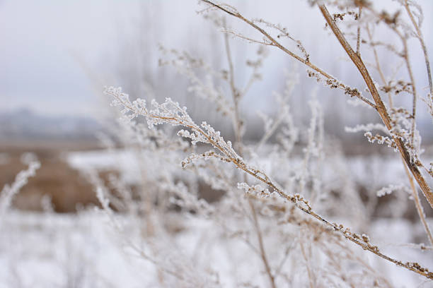 Frozen wild plants covered by white crystals of rime ice on a defocused background with beautiful bokeh light.