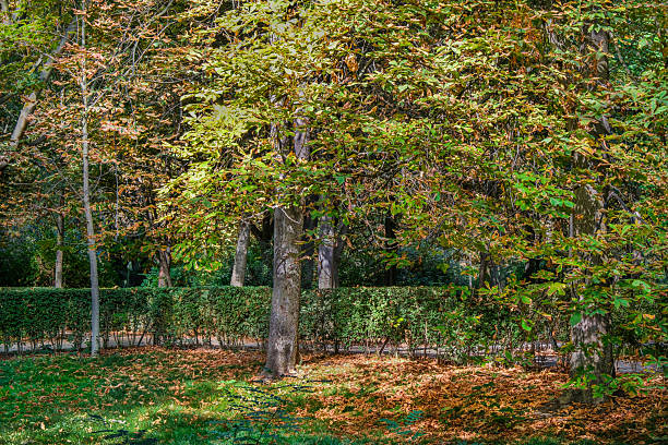Chestnut wood frmo Monte Amiata in southern Tuscany