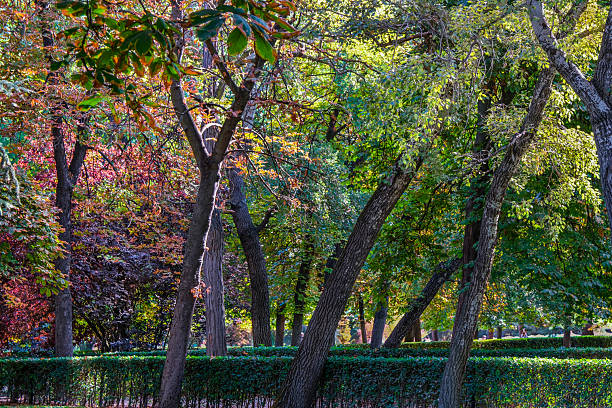 Autumn, forest, El Retiro Park, Madrid, Spain, Europe
