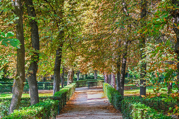 Autumn, forest, El Retiro Park, Madrid, Spain, Europe