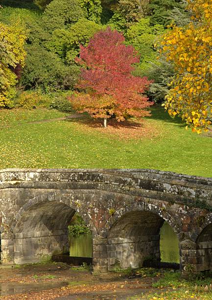 istock Red leaves of autumn 2243021931