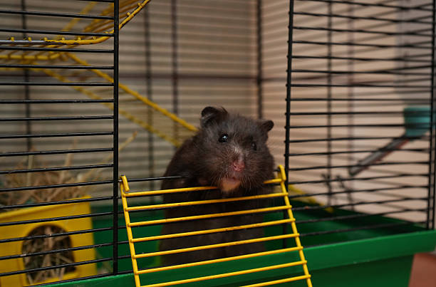 istock Black hamster peeking out of a cage 2243022165