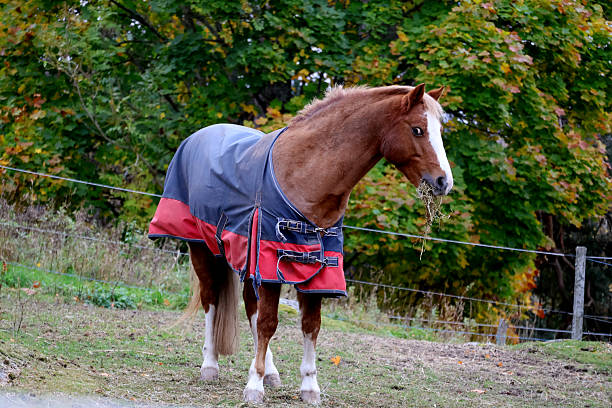 istock A skeptical horse eating hay 2243022395