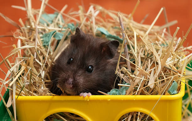 Gray hamster insider box with sawdust.