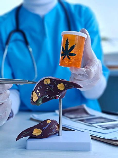 istock Medical professional examines liver model while holding cannabis prescription bottle 2243024432