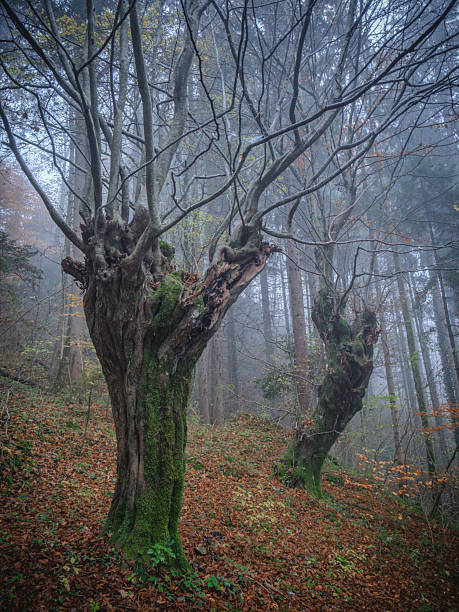 istock Ancient moss-covered trees in a foggy autumn forest. 2243026074