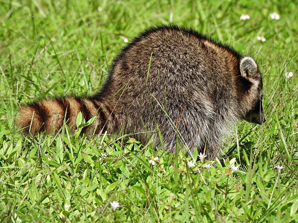 istock Raccoon (Procyon lotor) - defecating in the grass 2243026079