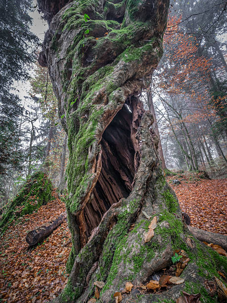istock Ancient hollow tree covered in moss in a misty forest. 2243026087
