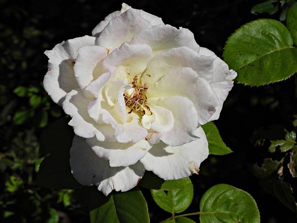 white rose on a white background